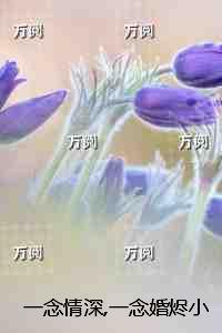 一念情深一念婚烬：后续+完结